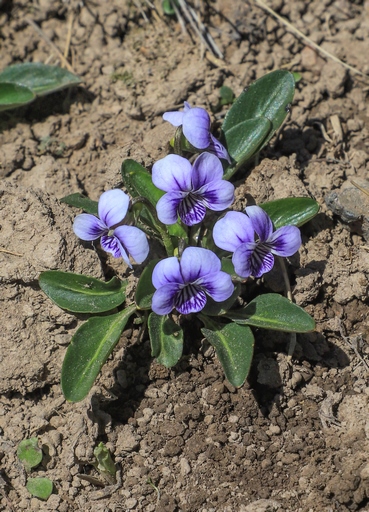 Viola tianschanica